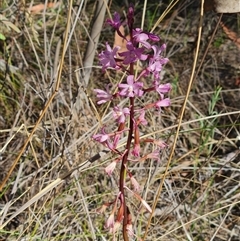 Dipodium roseum at Kaleen, ACT - 24 Dec 2024