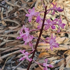 Dipodium roseum at Kaleen, ACT - 24 Dec 2024