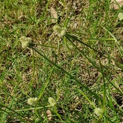 Unidentified Rush, Sedge or Mat Rush at Narangba, QLD - 24 Dec 2024 by trevorpreston