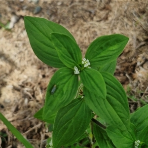 Unidentified Other Wildflower or Herb at Narangba, QLD by trevorpreston