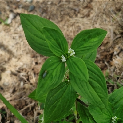 Unidentified Other Wildflower or Herb at Narangba, QLD - 24 Dec 2024 by trevorpreston