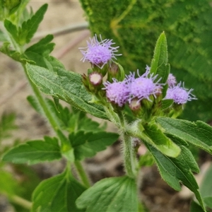 Ageratum houstonianum at Narangba, QLD - 24 Dec 2024 03:40 PM