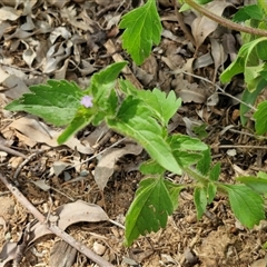 Ageratum houstonianum at Narangba, QLD - 24 Dec 2024 03:40 PM