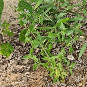 Ageratum houstonianum at Narangba, QLD - 24 Dec 2024