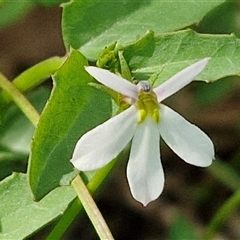 Unidentified Other Wildflower or Herb at Narangba, QLD - 24 Dec 2024 by trevorpreston