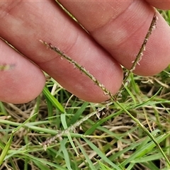 Unverified Grass at Narangba, QLD - 24 Dec 2024 by trevorpreston