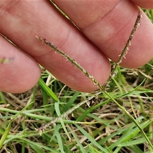 Unidentified Grass at Narangba, QLD by trevorpreston