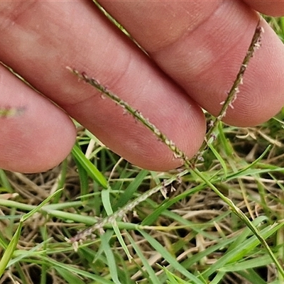 Unidentified Grass at Narangba, QLD - 24 Dec 2024 by trevorpreston