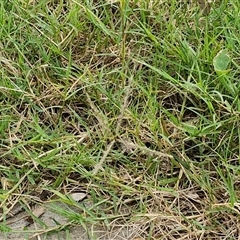 Unverified at suppressed - suppressed