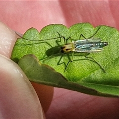 Chironomidae (family) (Non-biting Midge) at Narangba, QLD - 24 Dec 2024 by trevorpreston