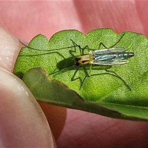 Chironomidae (family) at Narangba, QLD - 24 Dec 2024 03:37 PM