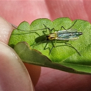 Unidentified True fly (Diptera) at Narangba, QLD by trevorpreston