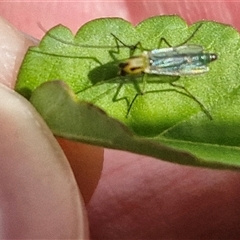Chironomidae (family) at Narangba, QLD - 24 Dec 2024 03:37 PM
