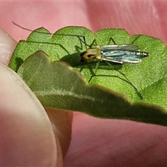 Chironomidae (family) at Narangba, QLD - 24 Dec 2024 03:37 PM
