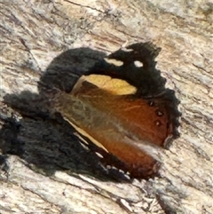 Vanessa itea (Yellow Admiral) at Yanakie, VIC - 24 Dec 2024 by Louisab