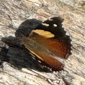 Vanessa itea at Yanakie, VIC by Louisab