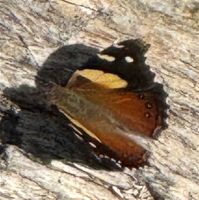 Vanessa itea (Yellow Admiral) at Yanakie, VIC - 24 Dec 2024 by Louisab