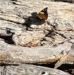 Vanessa itea at Yanakie, VIC - 24 Dec 2024 05:59 PM