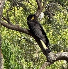 Zanda funerea (Yellow-tailed Black-Cockatoo) at Wilsons Promontory, VIC - 24 Dec 2024 by Louisab