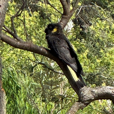 Zanda funerea (Yellow-tailed Black-Cockatoo) at Wilsons Promontory, VIC - 24 Dec 2024 by Louisab