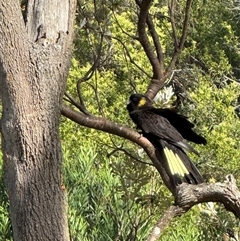 Zanda funerea at Wilsons Promontory, VIC - 24 Dec 2024 05:18 PM