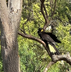 Zanda funerea at Wilsons Promontory, VIC - 24 Dec 2024 05:18 PM