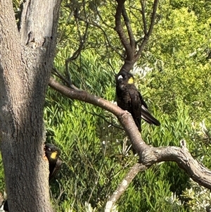 Zanda funerea at Wilsons Promontory, VIC - 24 Dec 2024 05:18 PM