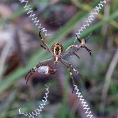 Argiope keyserlingi (St Andrew's Cross Spider) at Bungonia, NSW - 22 Dec 2024 by KorinneM