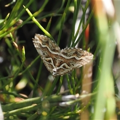 Melitulias graphicata (Mask Carpet) at Cotter River, ACT - 15 Dec 2024 by RAllen