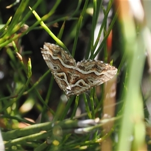 Melitulias graphicata (Mask Carpet) at Cotter River, ACT by RAllen