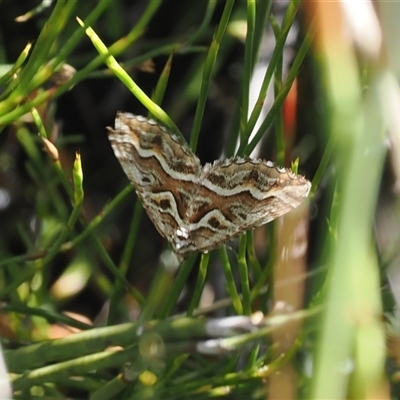 Melitulias graphicata (Mask Carpet) at Cotter River, ACT - 15 Dec 2024 by RAllen