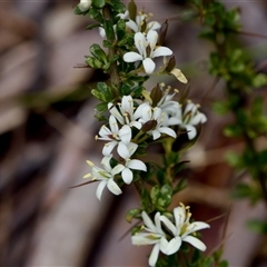 Bursaria spinosa (Native Blackthorn, Sweet Bursaria) at Bungonia, NSW - 22 Dec 2024 by KorinneM