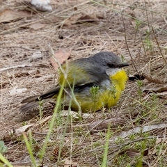 Eopsaltria australis (Eastern Yellow Robin) at Bungonia, NSW - 22 Dec 2024 by KorinneM