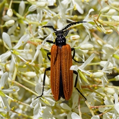 Eroschema poweri (A lycid-mimic Longhorn beetle) at Uriarra Village, ACT - 24 Dec 2024 by DPRees125