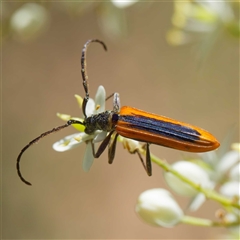 Stenoderus suturalis (Stinking Longhorn) at Uriarra Village, ACT - 24 Dec 2024 by DPRees125