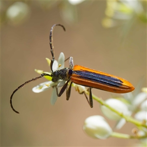 Stenoderus suturalis at Uriarra Village, ACT - 24 Dec 2024