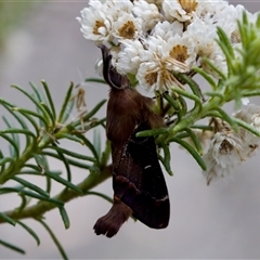 Pinara cana (Neat Pinara) at Bungonia, NSW - 22 Dec 2024 by KorinneM