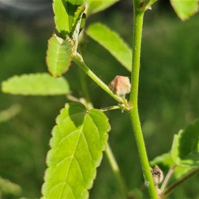 Unverified Other Wildflower or Herb at Narangba, QLD - 24 Dec 2024 by trevorpreston