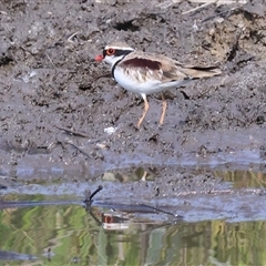 Charadrius melanops (Black-fronted Dotterel) at Wodonga, VIC - 22 Dec 2024 by KylieWaldon