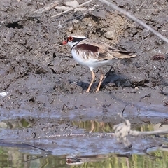 Charadrius melanops at Wodonga, VIC - 22 Dec 2024 08:09 AM