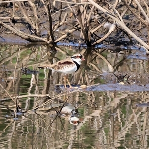 Charadrius melanops at Wodonga, VIC - 22 Dec 2024 08:09 AM