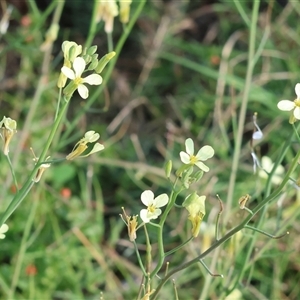 Raphanus raphanistrum (Wild Radish, Jointed Charlock) at Wodonga, VIC by KylieWaldon