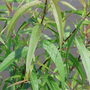 Salix sp. (A Willow) at Wodonga, VIC by KylieWaldon