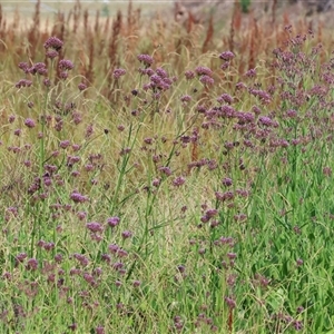 Verbena sp. (Purpletop) at Wodonga, VIC by KylieWaldon