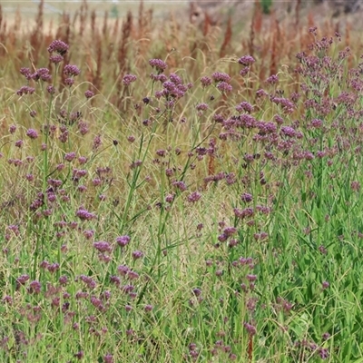 Verbena bonariensis at Wodonga, VIC - 21 Dec 2024 by KylieWaldon