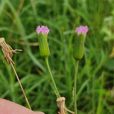 Unidentified Daisy at Narangba, QLD - 24 Dec 2024 by trevorpreston