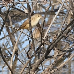 Acrocephalus australis (Australian Reed-Warbler) at Wodonga, VIC - 22 Dec 2024 by KylieWaldon