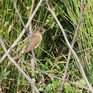 Acrocephalus australis at Wodonga, VIC - 22 Dec 2024