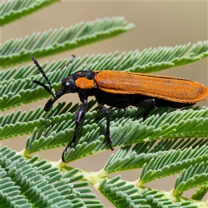 Rhinotia haemoptera at Uriarra Village, ACT - 24 Dec 2024