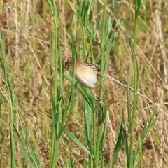 Cisticola exilis (Golden-headed Cisticola) at Wodonga, VIC - 22 Dec 2024 by KylieWaldon